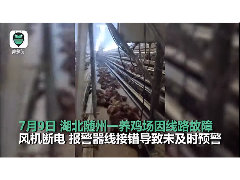 4000只雞被熱死！湖北養(yǎng)雞場停電故障給我們的啟示