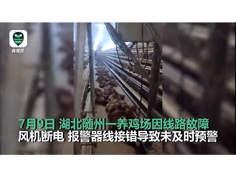 4000只雞被熱死！湖北養(yǎng)雞場停電故障給我們的啟示